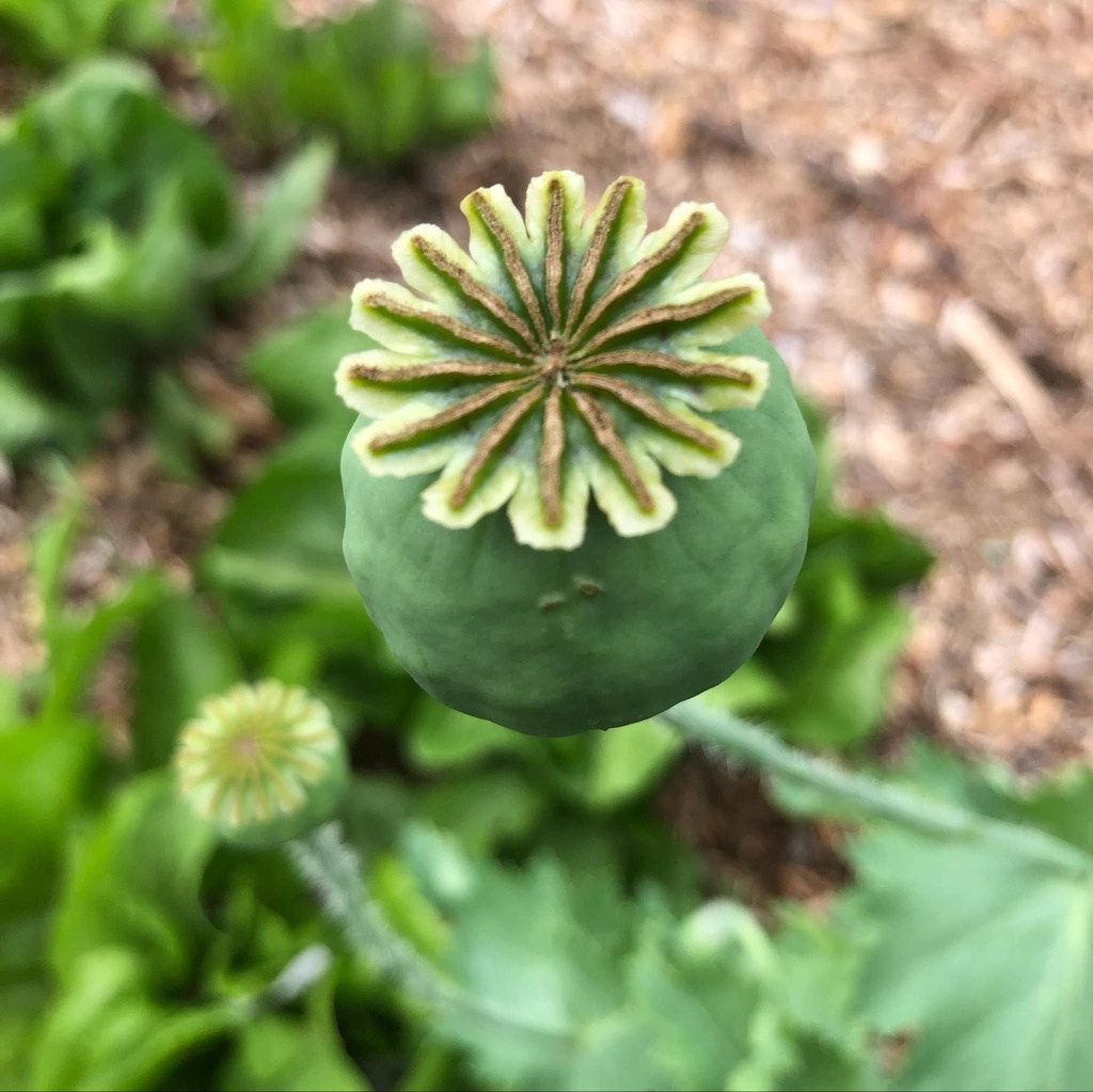 Poppy Elka White (Papever somniferum) | Terre promise